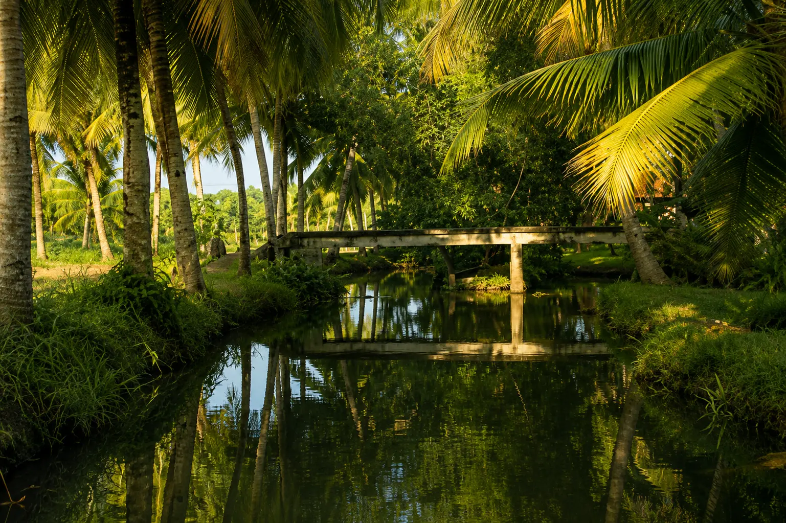 Coconut palms along a Kuttanad canal, Alappuzha